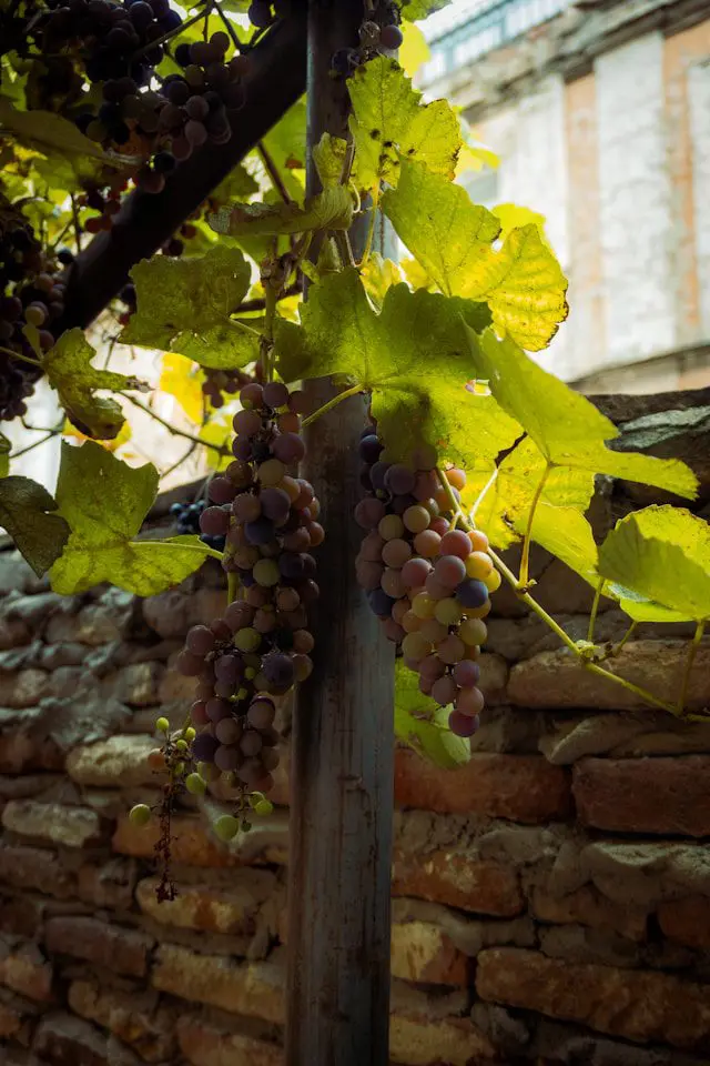 vigne Géorgie