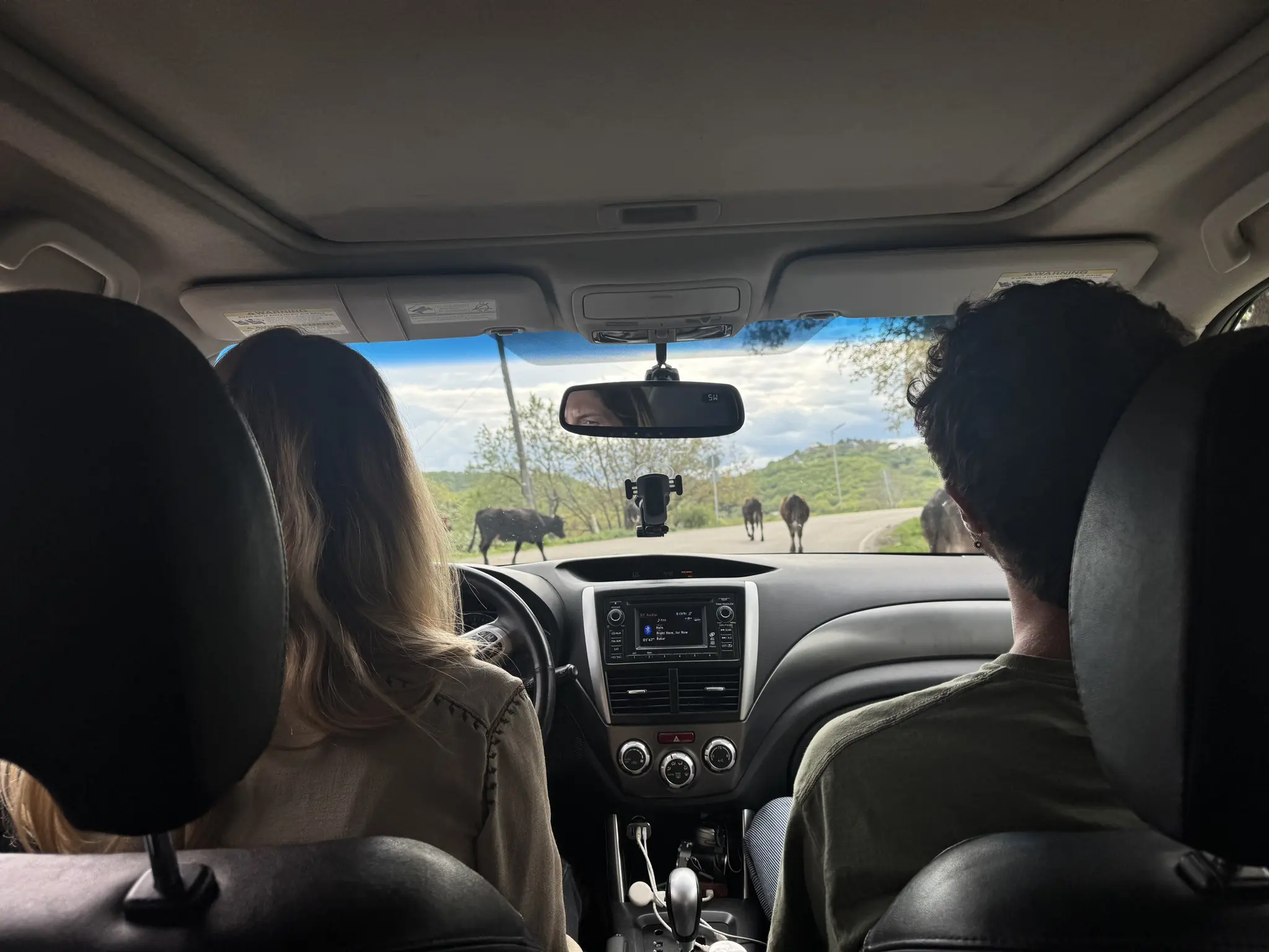 mensen in een auto die naar buffels op een weg in Georgië kijken